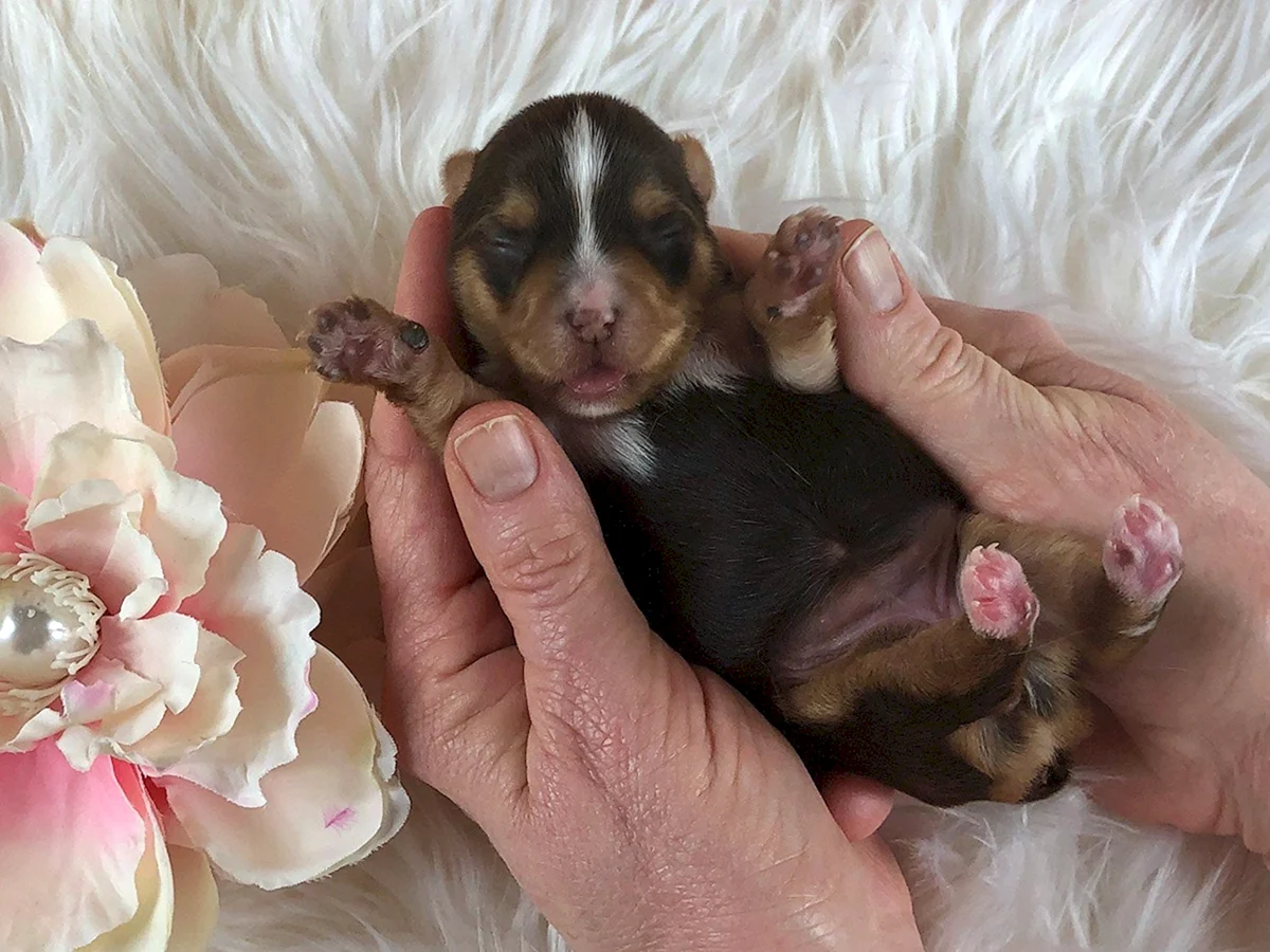 Стоковые фотографии по запросу Yorkshire terrier cachorros