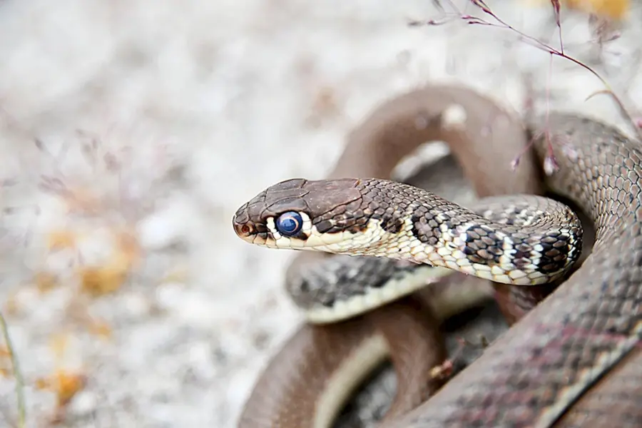 Щитомордник змея в Хакасии