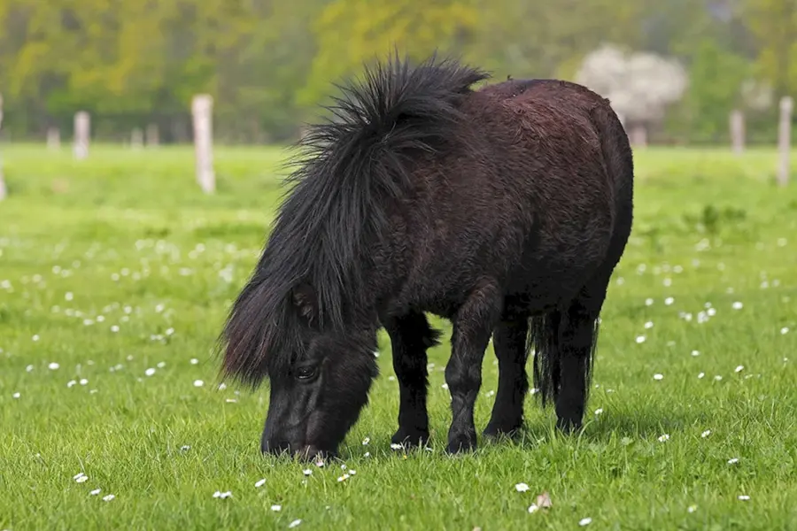 Шетлендский пони черный