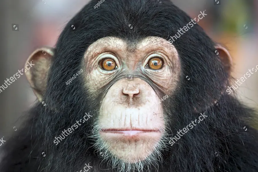 Шимпанзе анфас