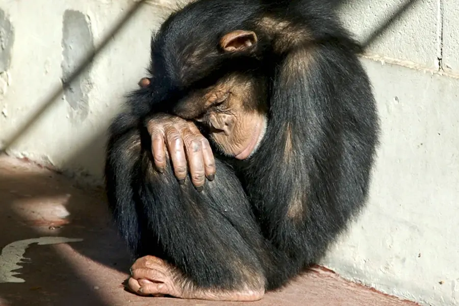 Шимпанзе грустит