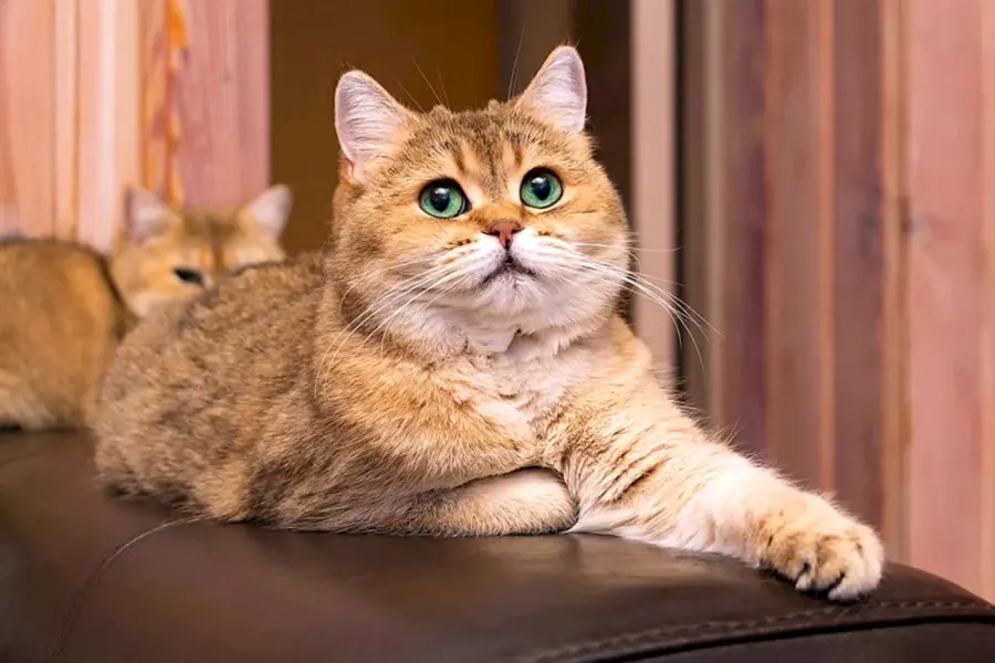 Шиншилла кошка Золотая с зелеными глазами
