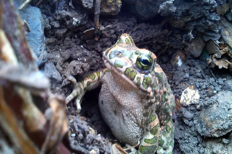Шишкоголовая жаба
