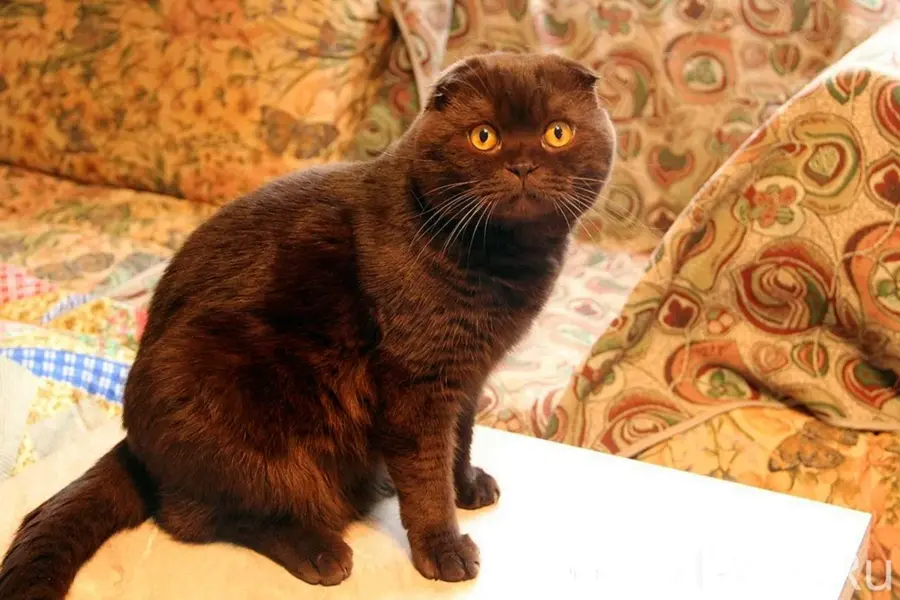 Шоколадный кот шотландец вислоухий
