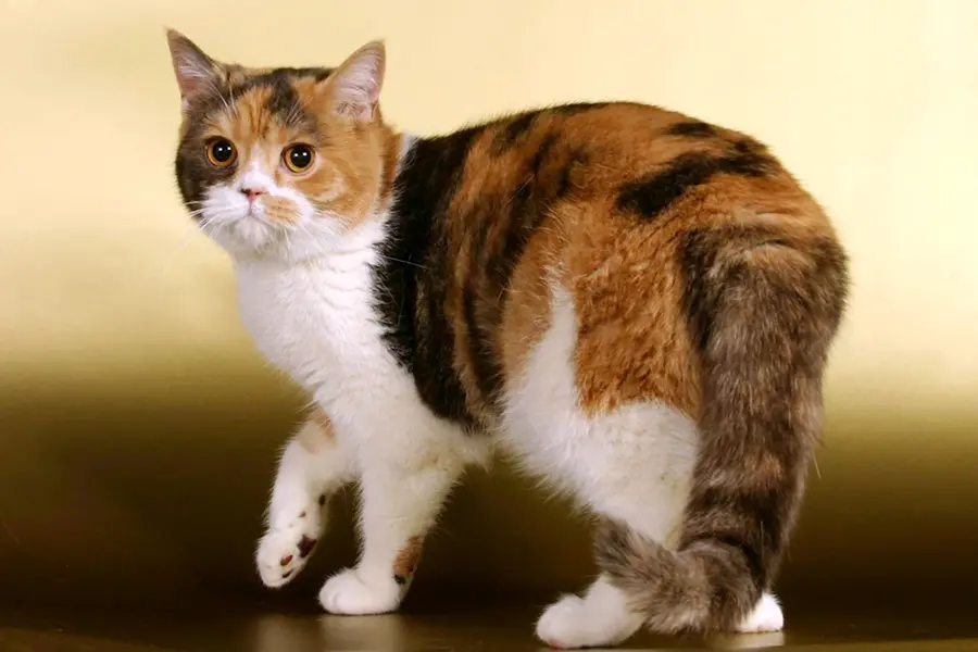 Шотландская кошка прямоухая трехцветная