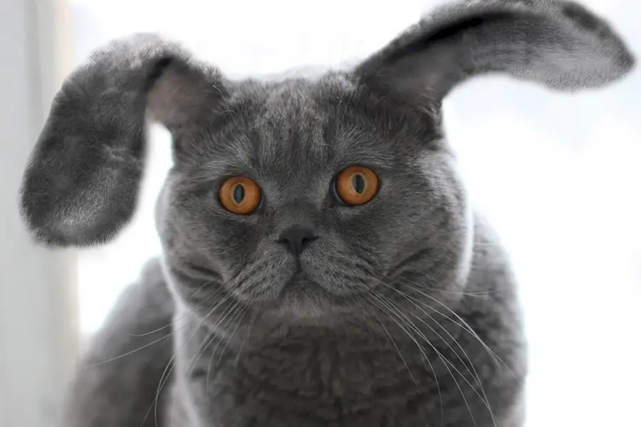 Шотландские кошки с ушами