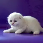 Шотландские вислоухие котята белые