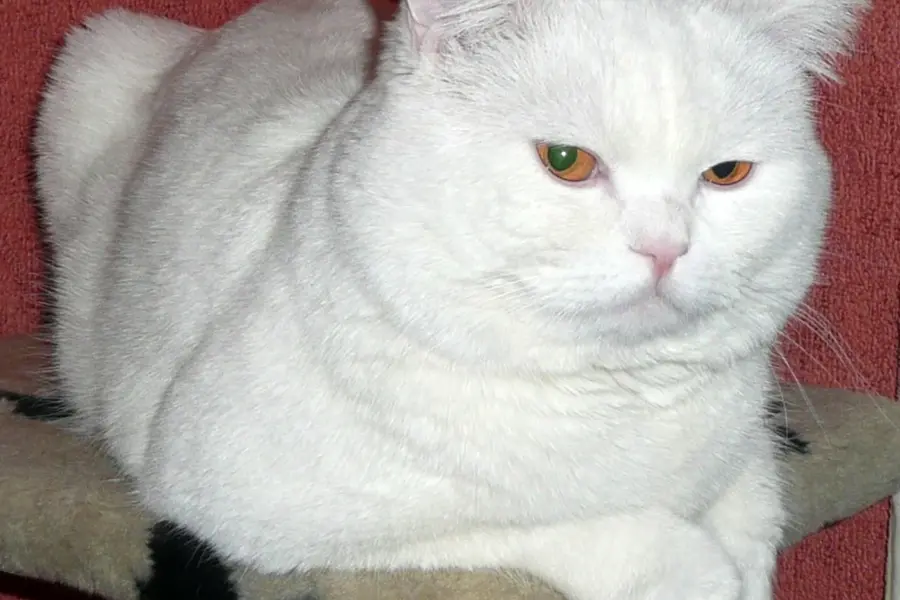 Шотландский кот прямоухий белый