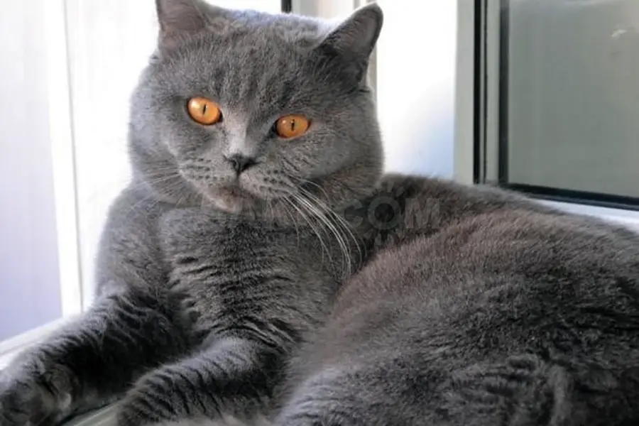 Шотландский кот прямоухий серый
