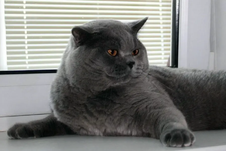 Шотландский кот прямоухий толстый