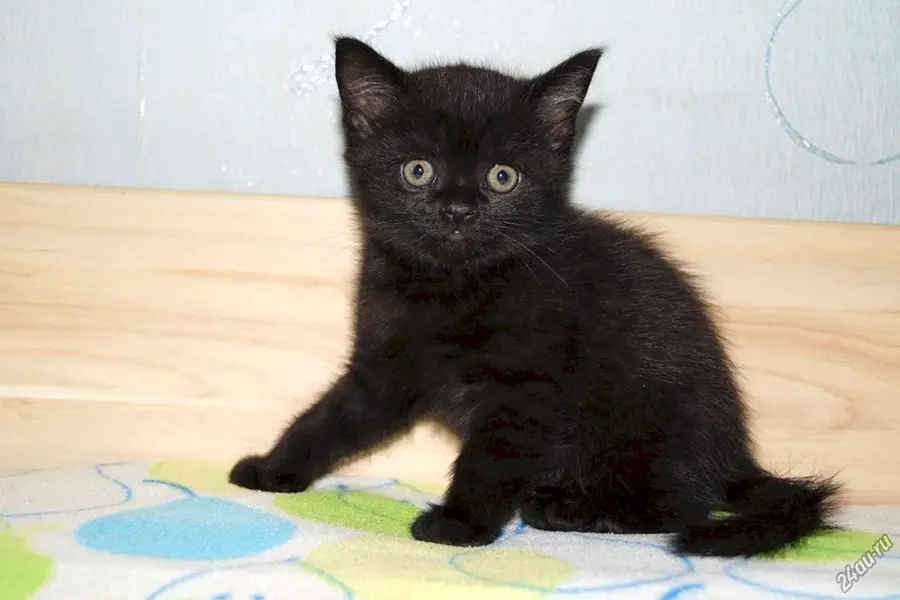 Шотландский прямоухий котенок черный