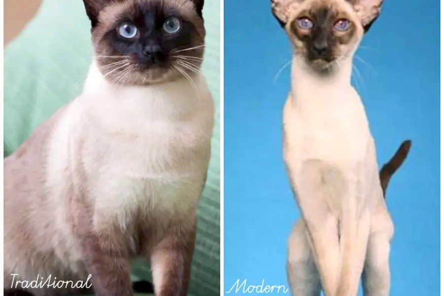 Siamese Cat vs Thai
