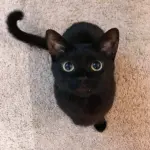 Сиамская кошка черная