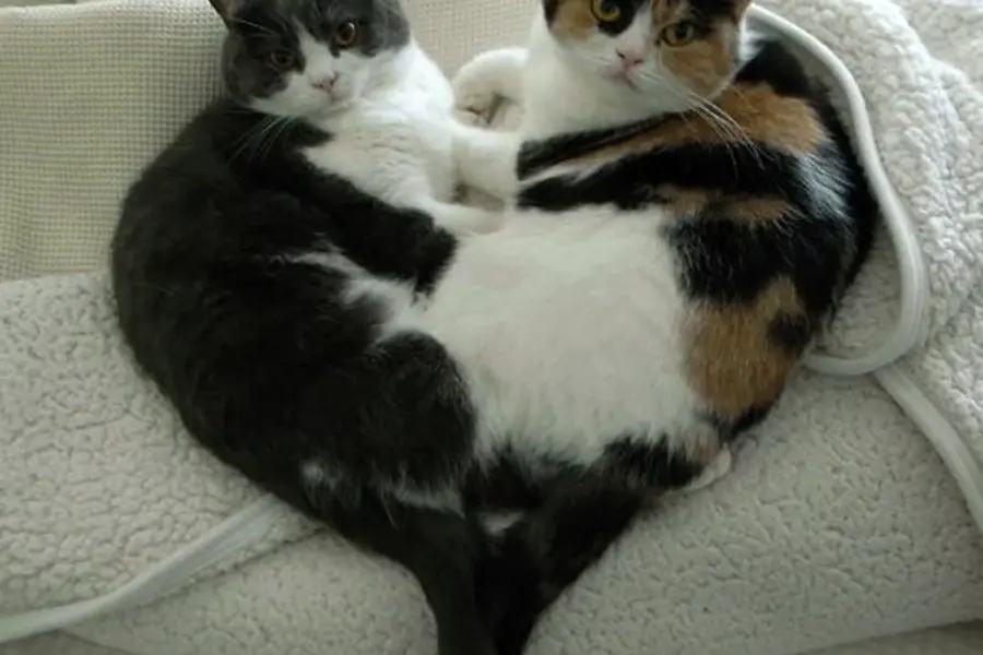 Сиамская кошка сиамский близнец