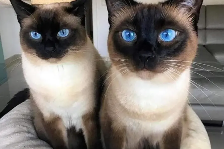 Сиамская кошка сиамский близнец