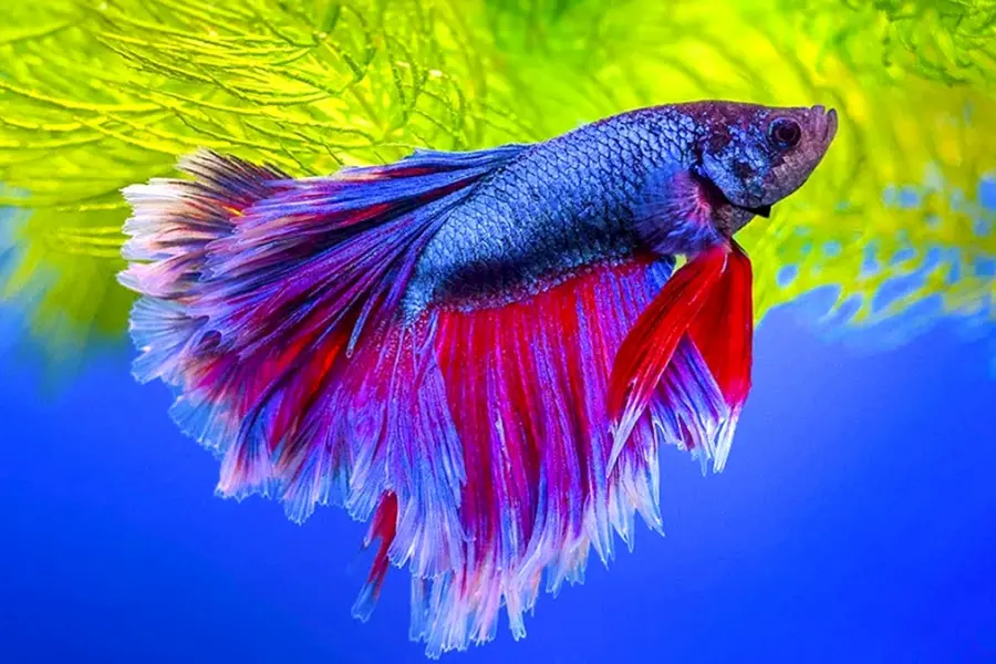 Сиамский петушок аквариумная рыбка