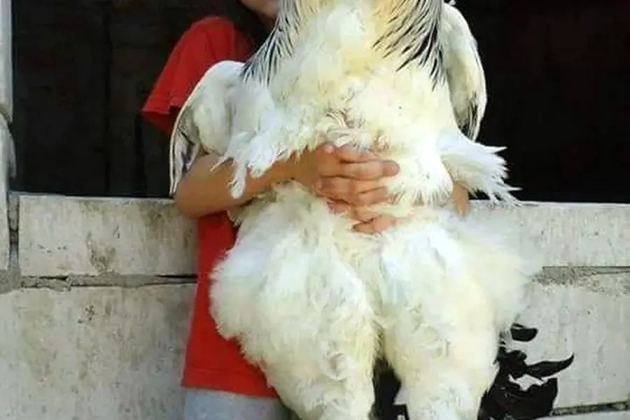 Сяошань порода кур