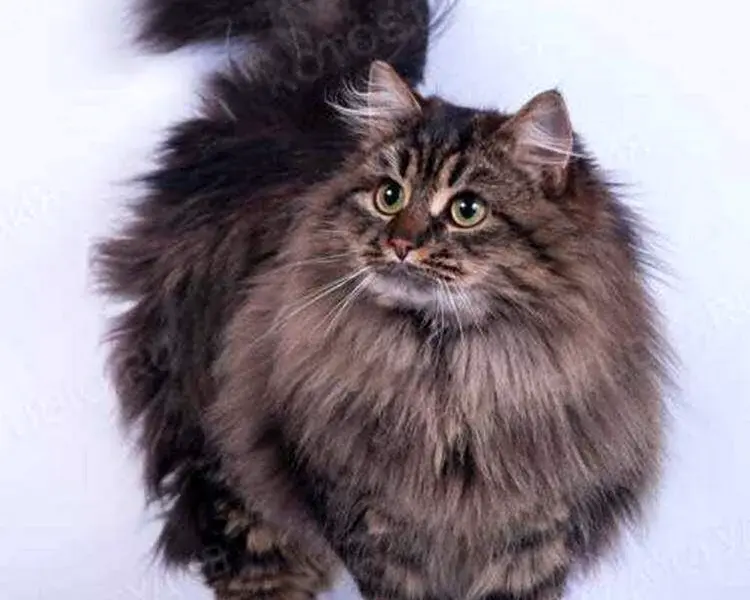 Сибирская длинношерстная кошка