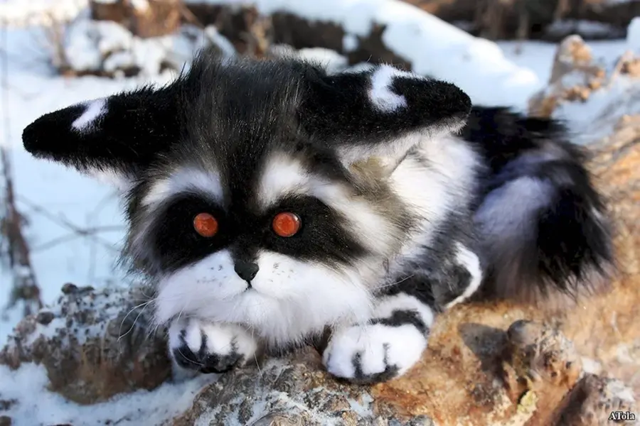 Сибирская енотовидная кошка