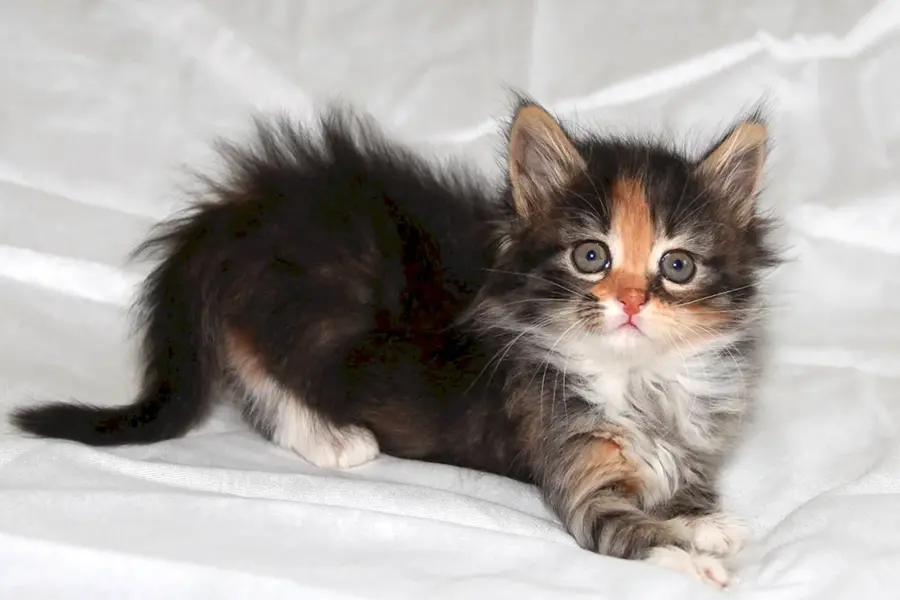 Сибирская кошка котята 3 месяца трёхцветные
