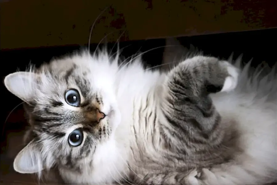 Сибирская кошка ласковая