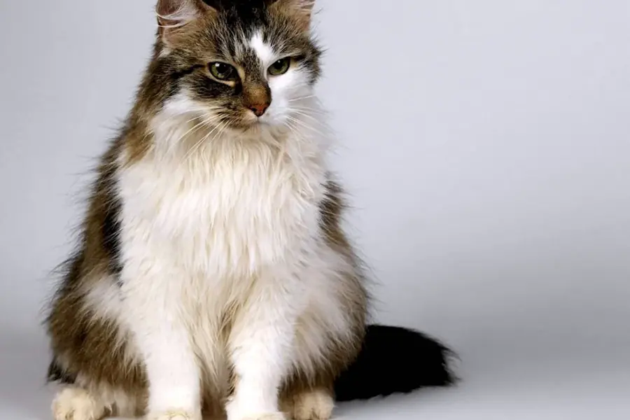 Сибирская кошка окрасы биколор