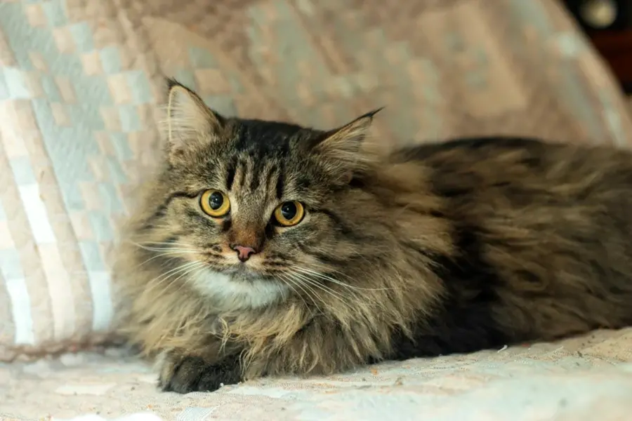 Сибирская кошка помесь