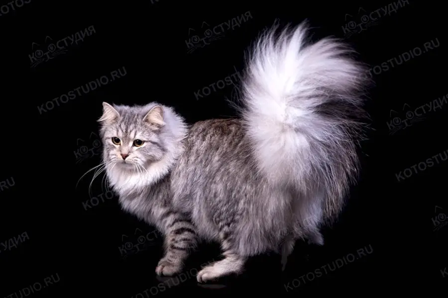 Сибирская кошка серебристая