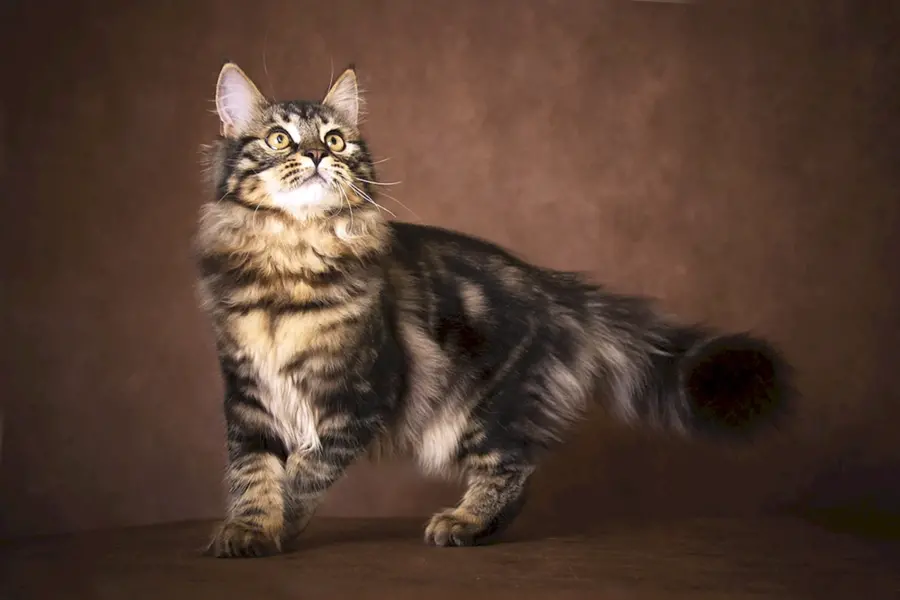 Сибирская кошка табби