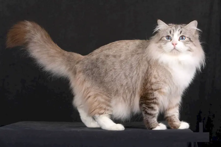 Сибирская полудлинношерстная кошка