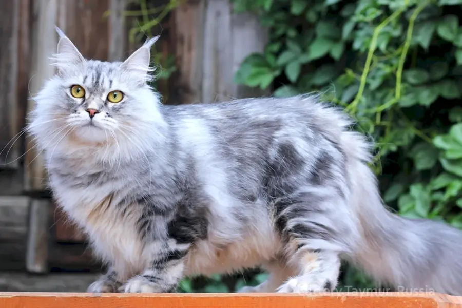 Сибирский кот мраморного окраса