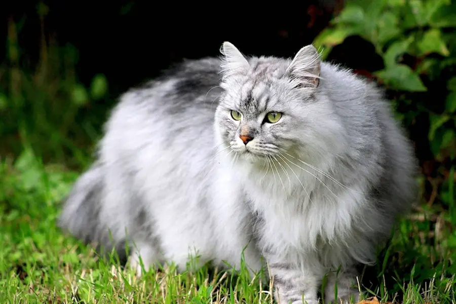Сибирский кот серо белый