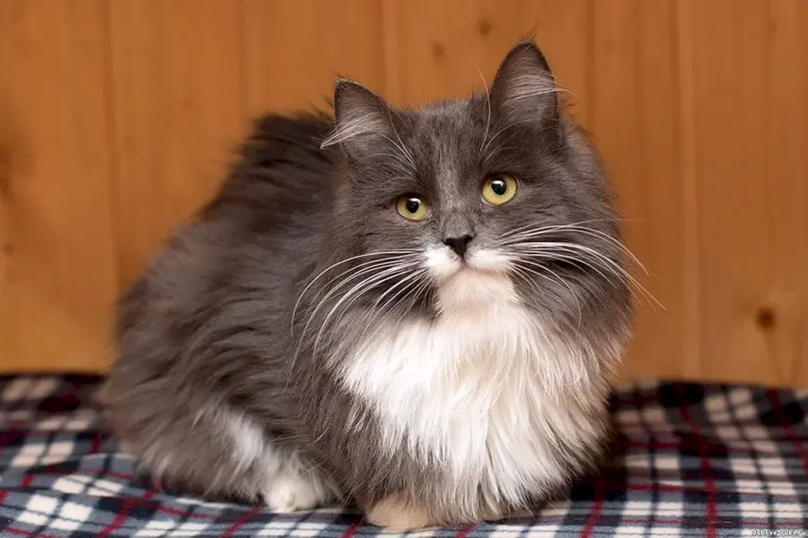 Сибирский кот серый длинношёрстный