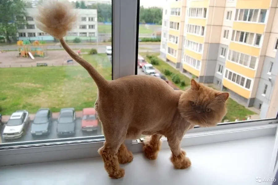 Сибирский кот стрижка подо Льва