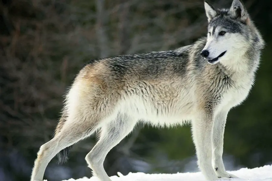 Сибирский Лесной волк