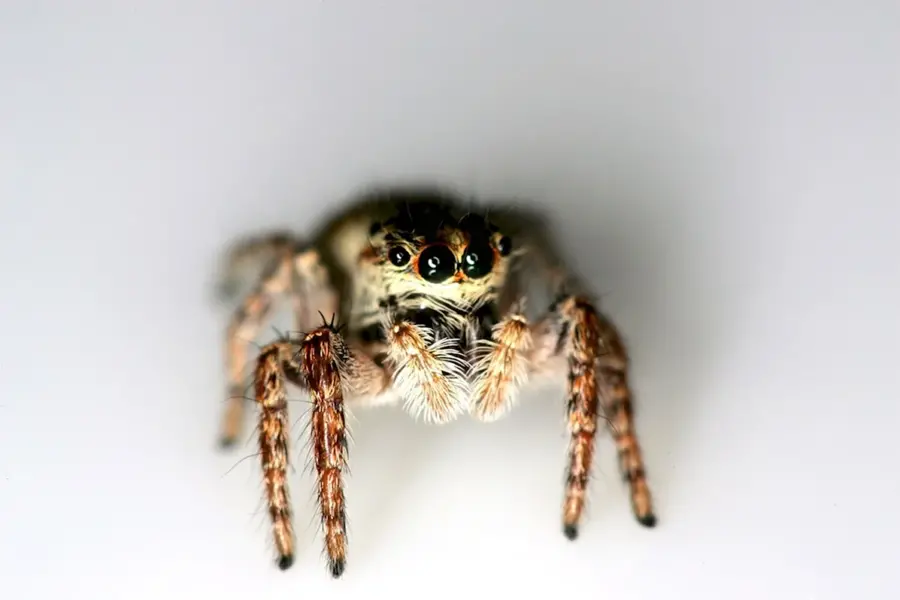 Сибирский паук