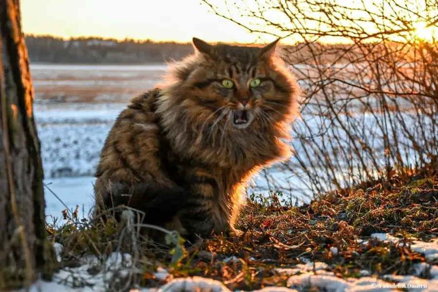 Сибирский Таежный кот