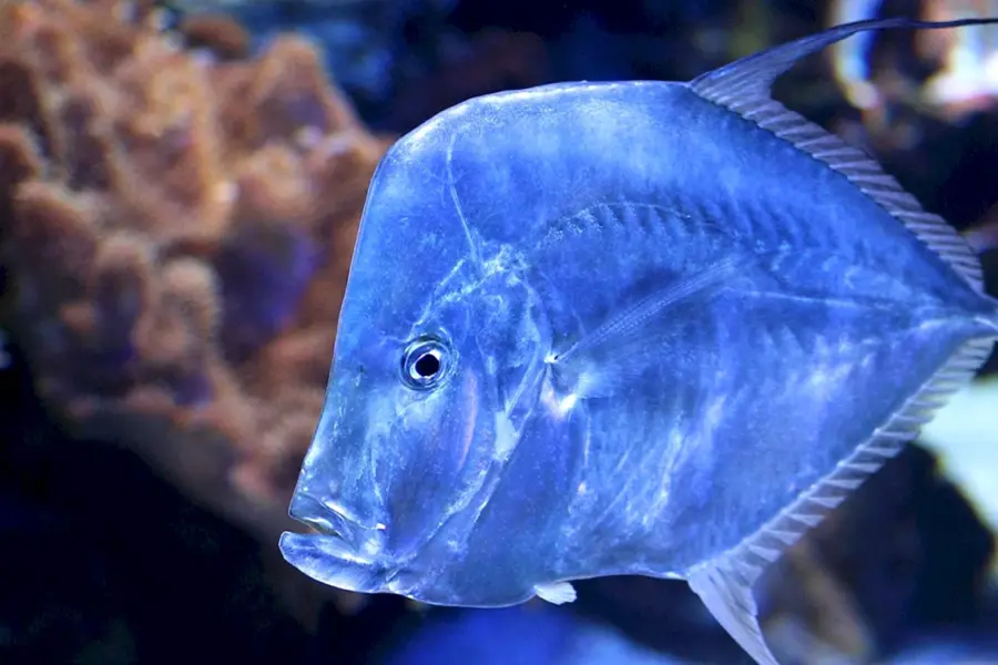 Синий скар рыба