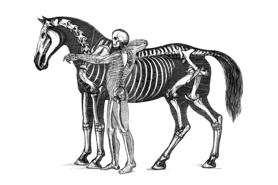 Скелет человека и лошади