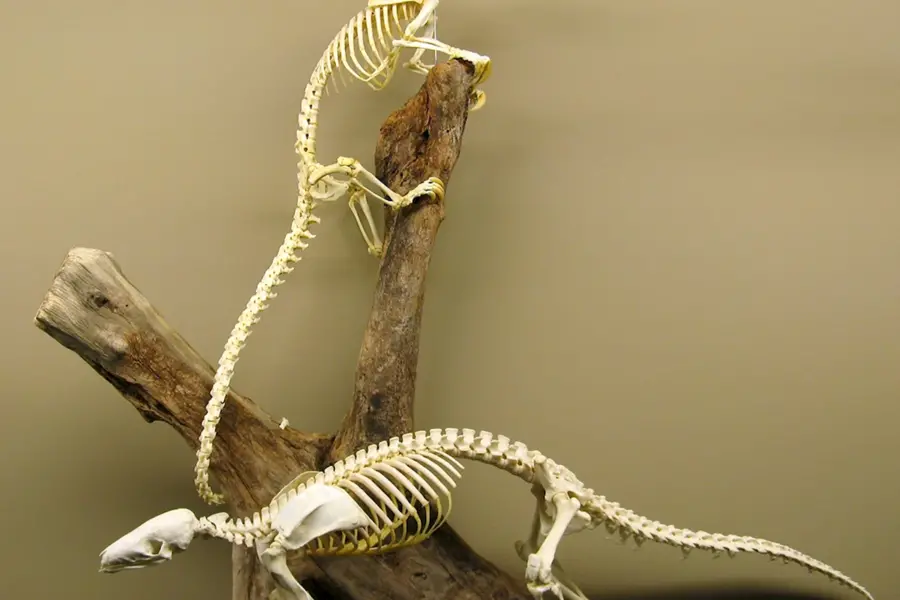 Скелет комодского варана