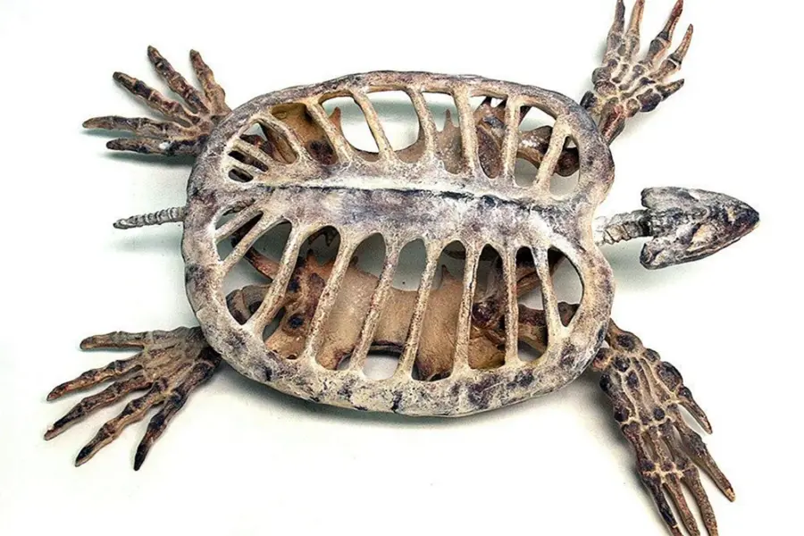 Скелет красноухой черепахи