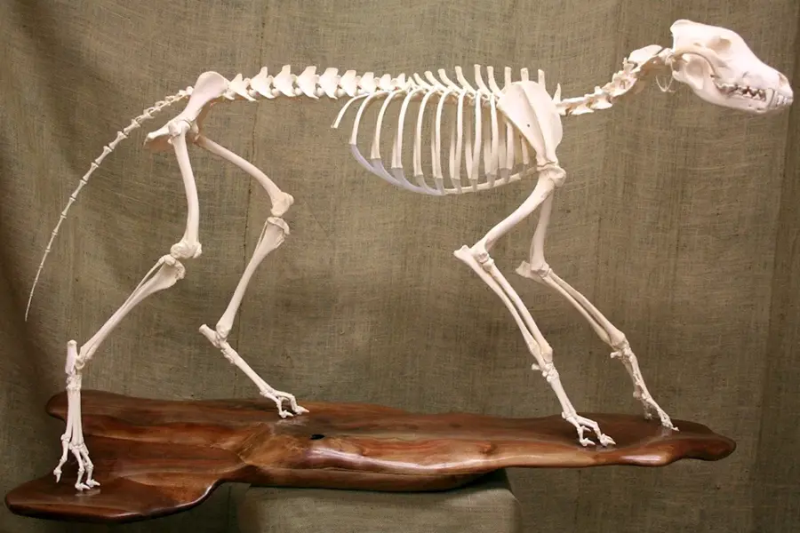 Скелет примата