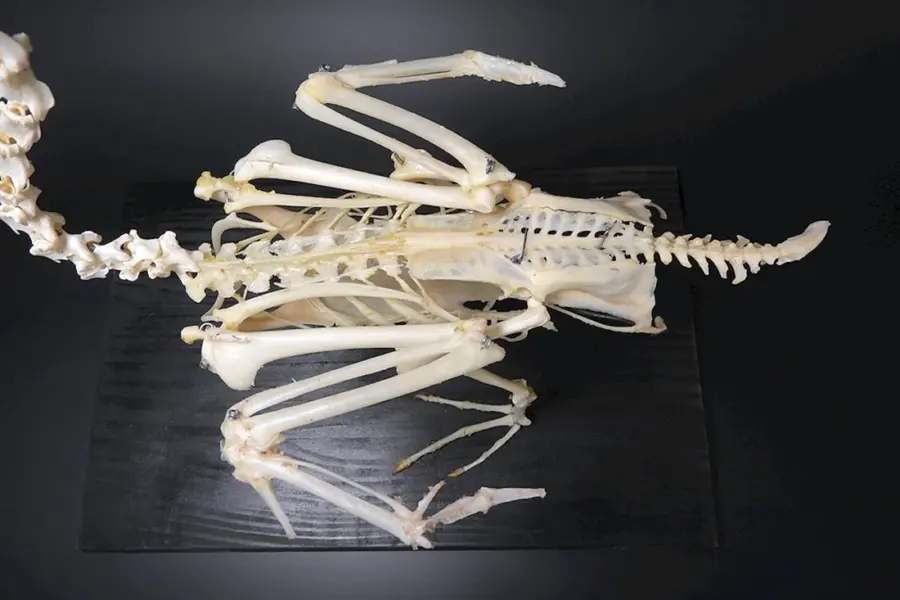 Скелет птицы кости позвоночника