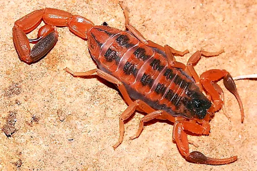 Скорпион Centruroides