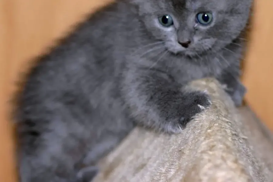 Скоттиш фолд голубой котенок