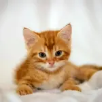 Скоттиш страйт рыжий котенок