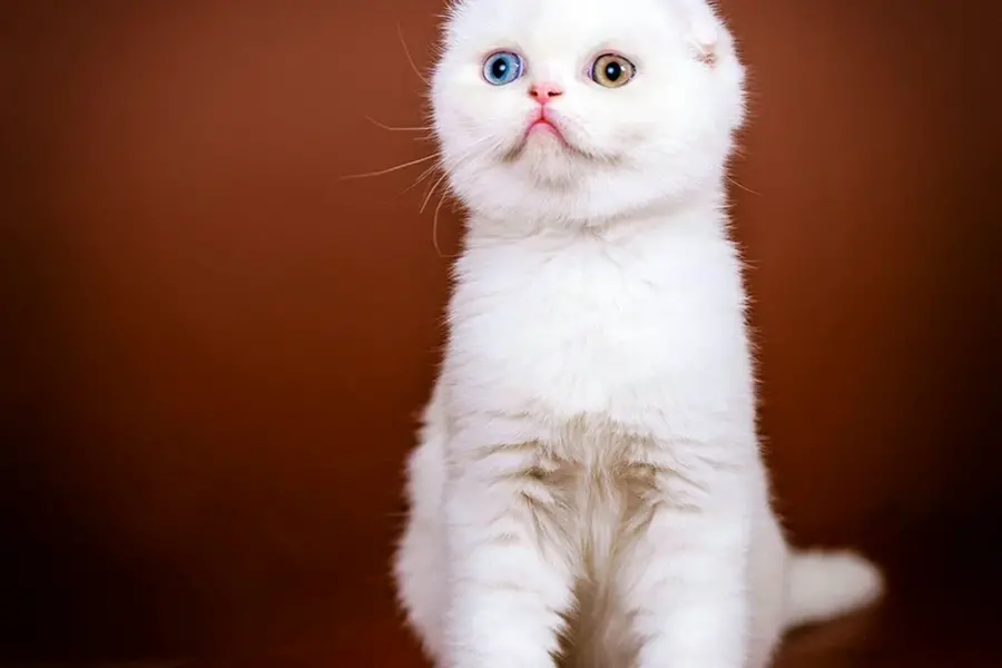 Скоттиш-фолд Шотландская вислоухая кошка белый