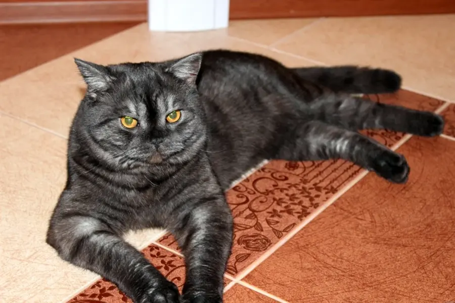 Скоттиш-страйт Шотландская прямоухая кошка черная
