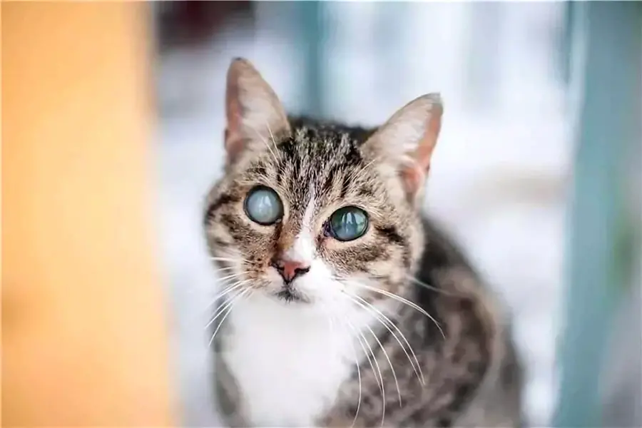Слепые кошки