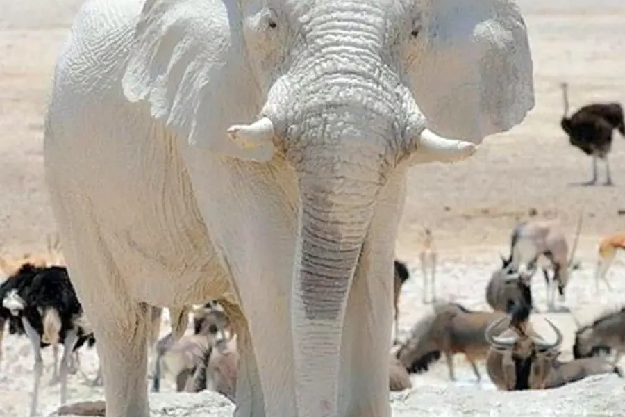 Слон альбинос